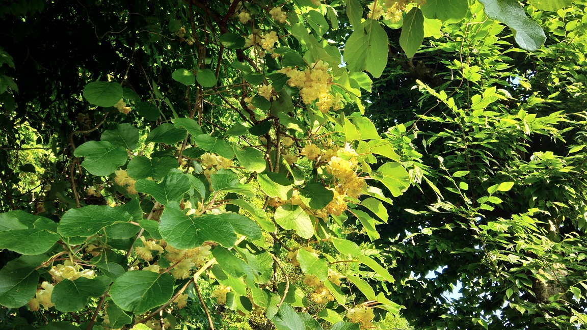 f:id:onemanwanderer:20200608211808j:plain f:id:onemanwanderer:20200608211808j:plain