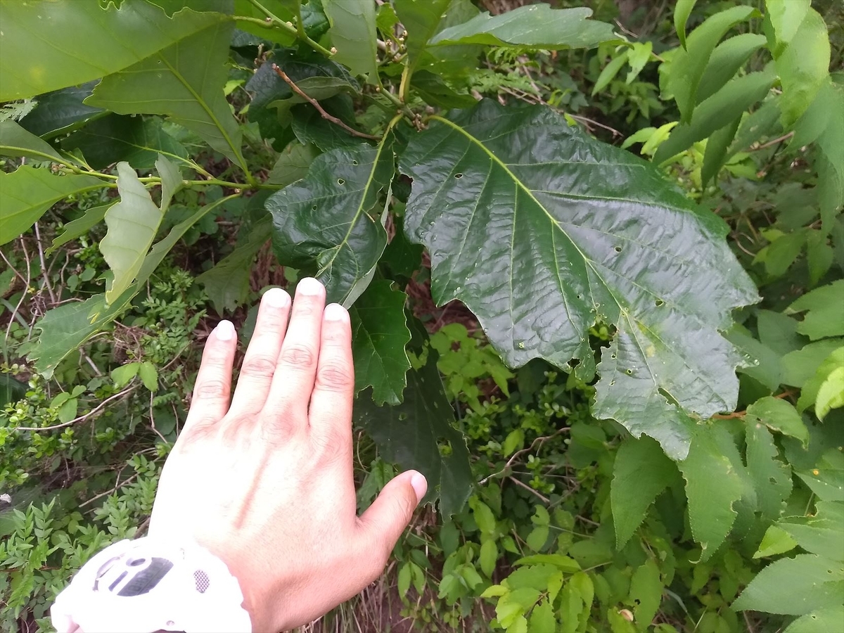 f:id:onemanwanderer:20210614145619j:plain