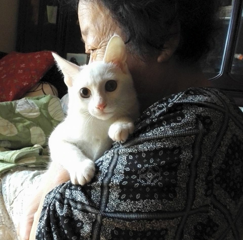 f:id:onenyanheart:20150828233752j:image:w360
