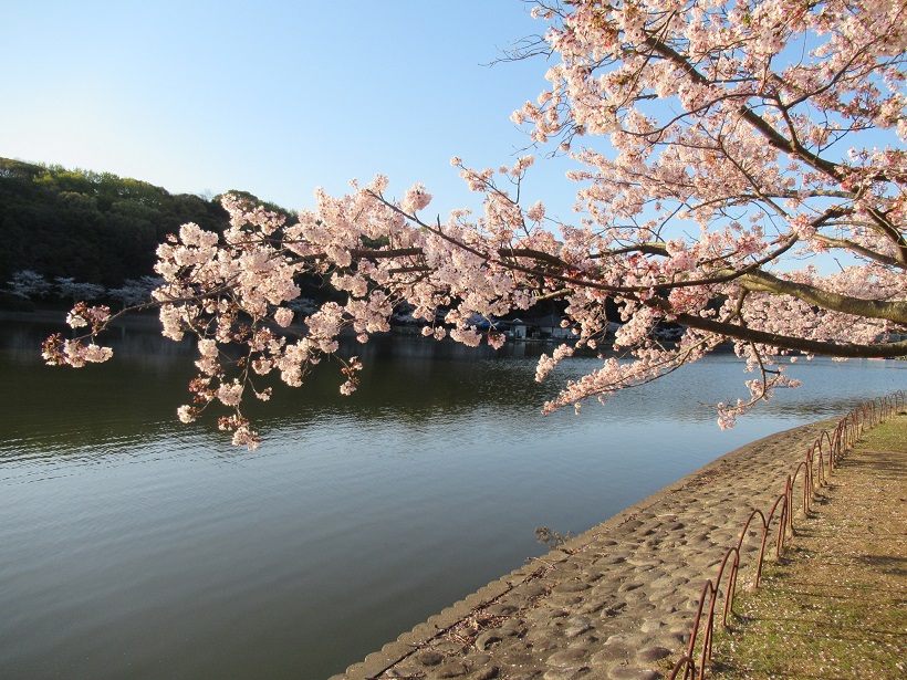 f:id:onepikun:20190413114902j:plain