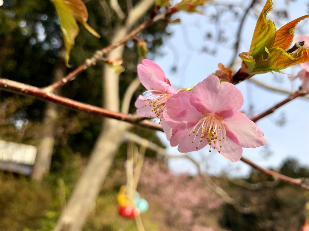 f:id:oni-gawara:20180307125636j:plain f:id:oni-gawara:20180307125636j:plain