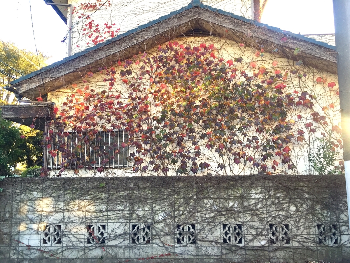 ツタでフサフサしてる家の様子を1年間ながめた おにノート