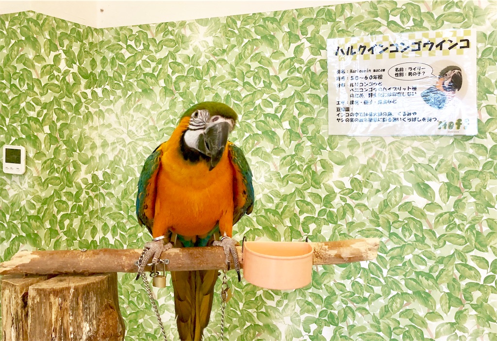 f:id:oni-gawara:20190522104112j:plain f:id:oni-gawara:20190522104112j:plain