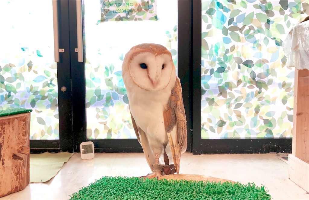 f:id:oni-gawara:20190522104125j:plain f:id:oni-gawara:20190522104125j:plain