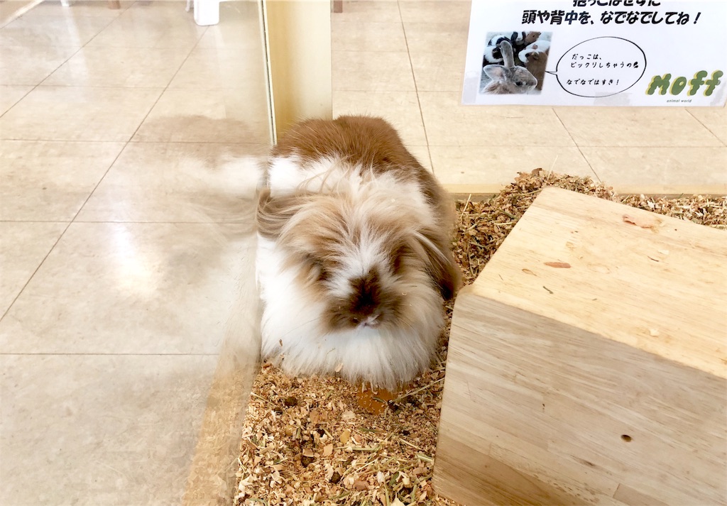 f:id:oni-gawara:20190522104137j:plain f:id:oni-gawara:20190522104137j:plain