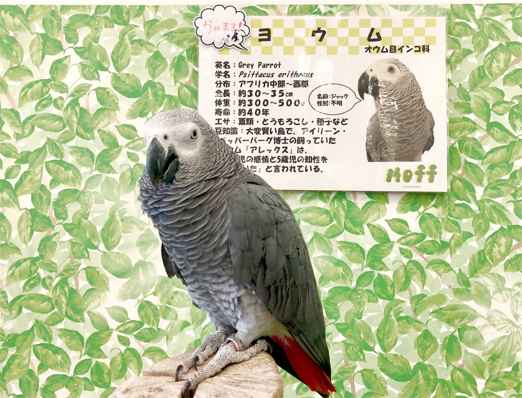 f:id:oni-gawara:20190522104140j:plain f:id:oni-gawara:20190522104140j:plain