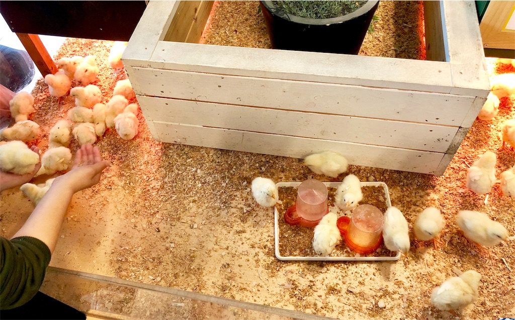 f:id:oni-gawara:20190522104259j:plain f:id:oni-gawara:20190522104259j:plain