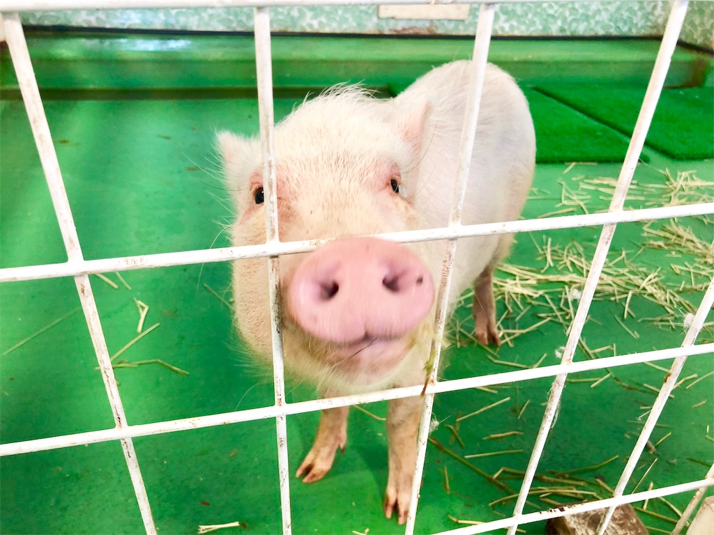 f:id:oni-gawara:20190522104316j:plain f:id:oni-gawara:20190522104316j:plain