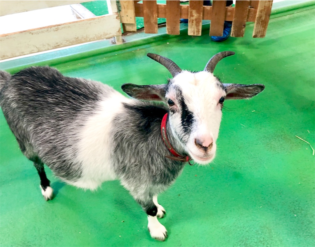 f:id:oni-gawara:20190522104619j:plain f:id:oni-gawara:20190522104619j:plain