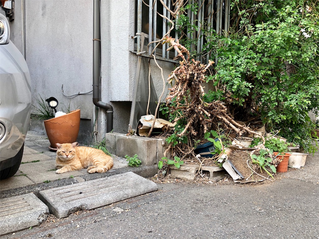 f:id:oni-gawara:20190711221306j:plain f:id:oni-gawara:20190711221306j:plain
