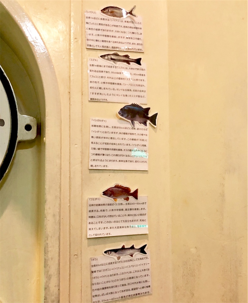 水深8ｍの海中展望塔から見た海はリアルだった おにノート