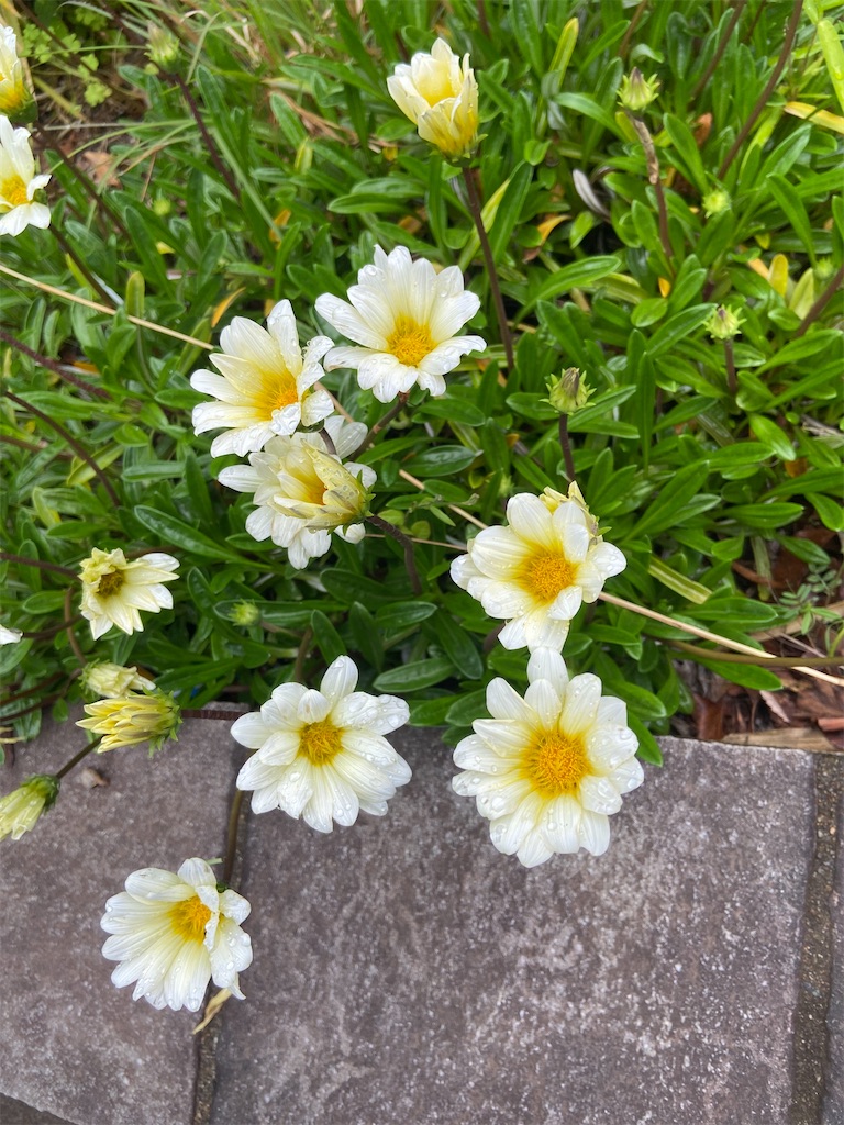f:id:onigirinmama:20240520144349j:image
