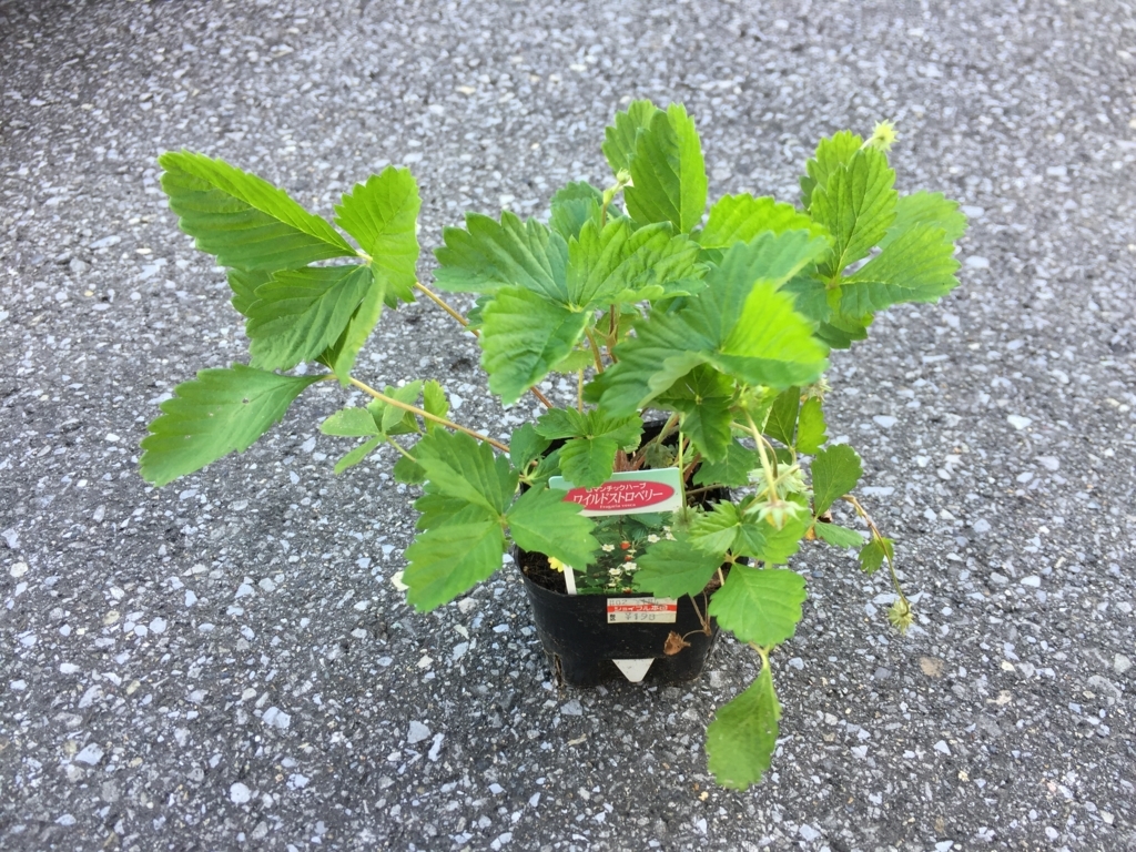 アブラナ科野菜 キャベツ ブロッコリーに合う コンパニオンプランツ やさいの庭