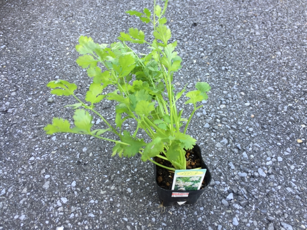 アブラナ科野菜 キャベツ ブロッコリーに合う コンパニオンプランツ やさいの庭
