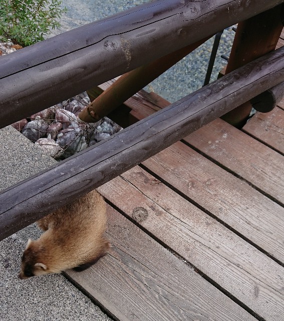 f:id:onion1124:20190803211413j:image