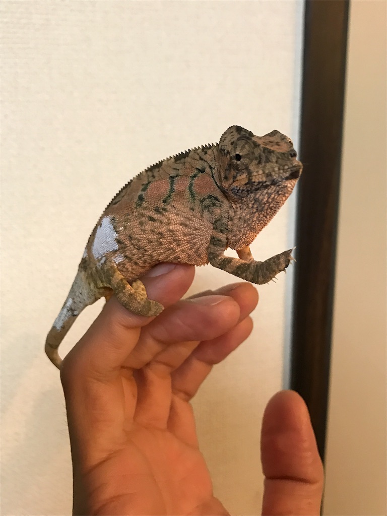 f:id:onioto:20170508041238j:image f:id:onioto:20170508041238j:image
