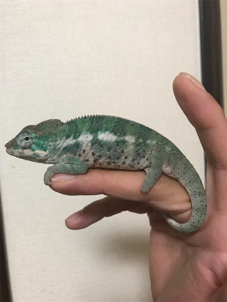 f:id:onioto:20171101223040j:image