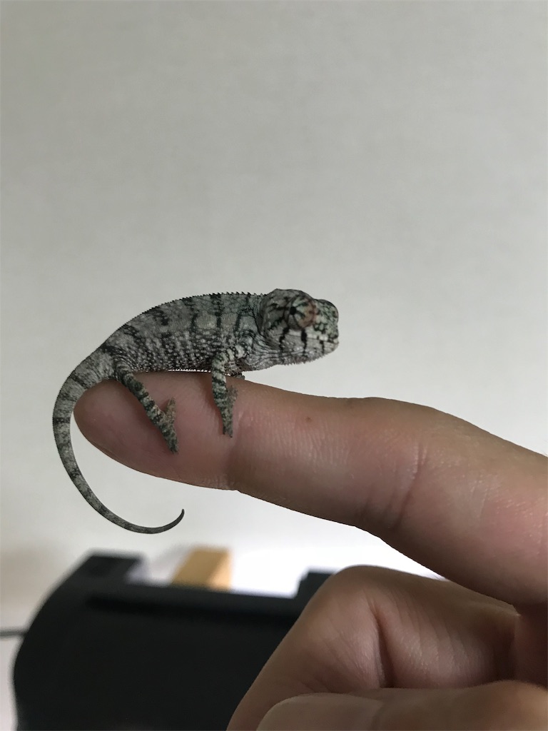 f:id:onioto:20181005215956j:image