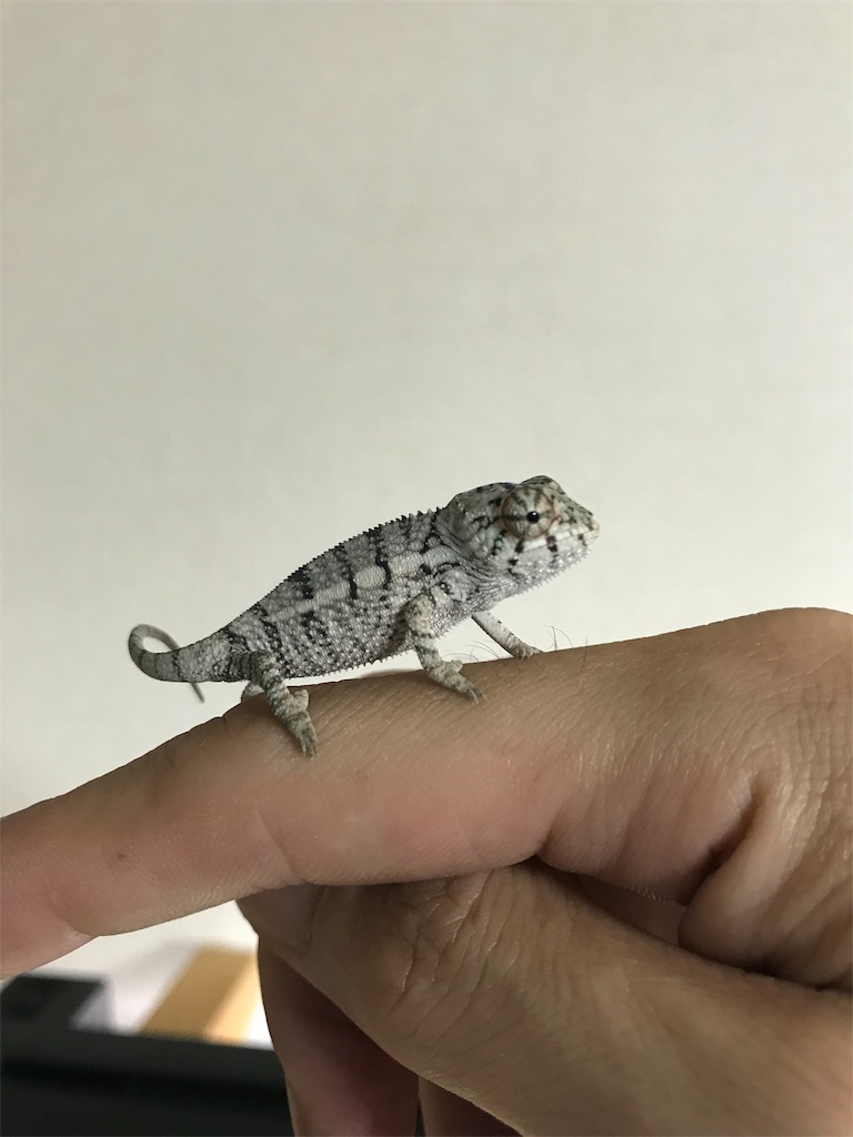 f:id:onioto:20181005220007j:image