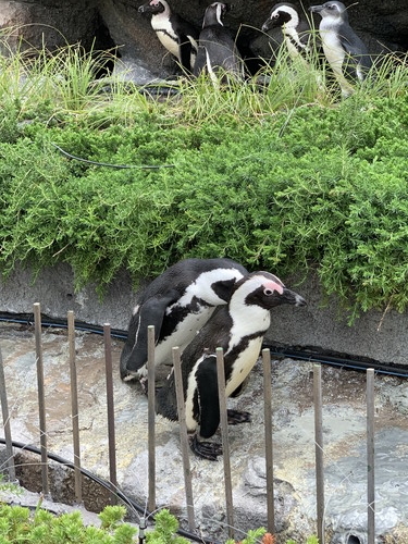 f:id:oniwa_hanauta:20190804135040j:plain ペンギンくん