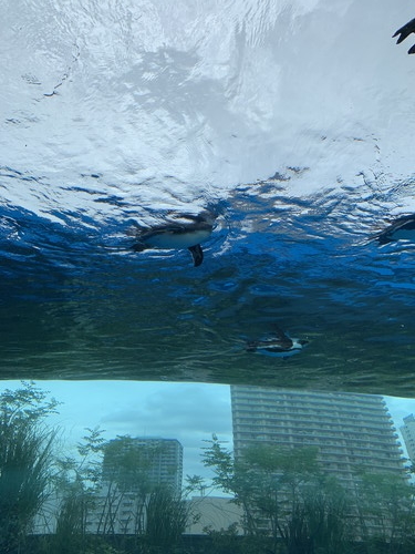f:id:oniwa_hanauta:20190804135057j:plain そらとぶペンギン