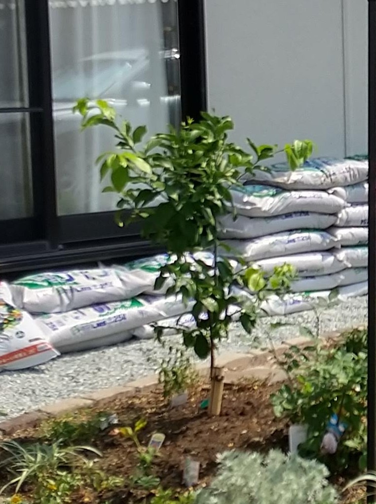 植えつけ当初のリスボンレモン3年生苗