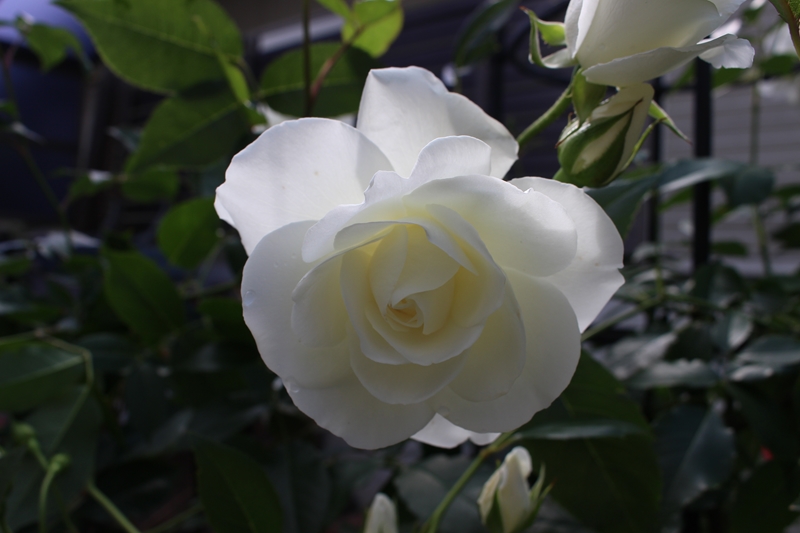 f:id:oniwaneko:20200717214803j:plain f:id:oniwaneko:20200717214803j:plain