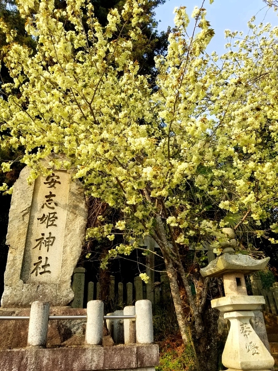 イメージ 4