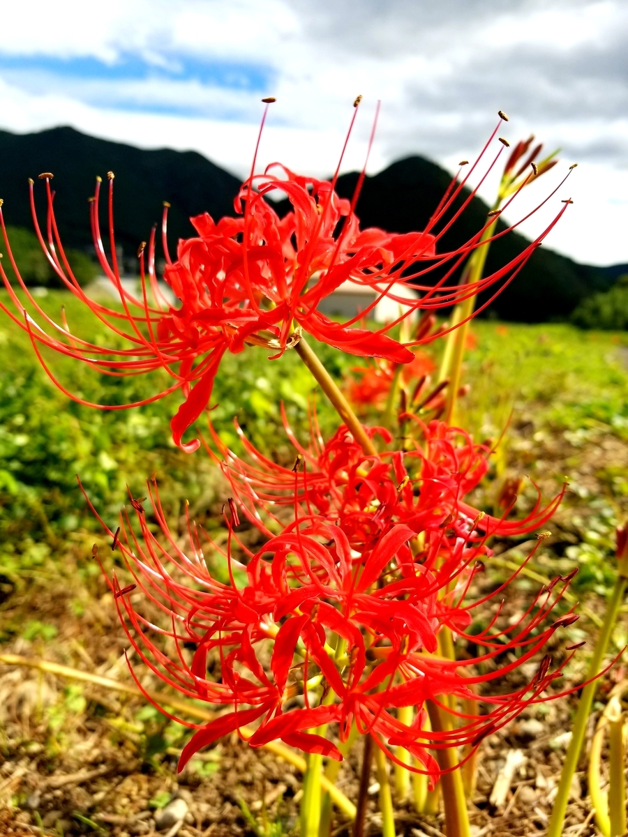 f:id:oniyome-okan:20190924131333j:plain f:id:oniyome-okan:20190924131333j:plain
