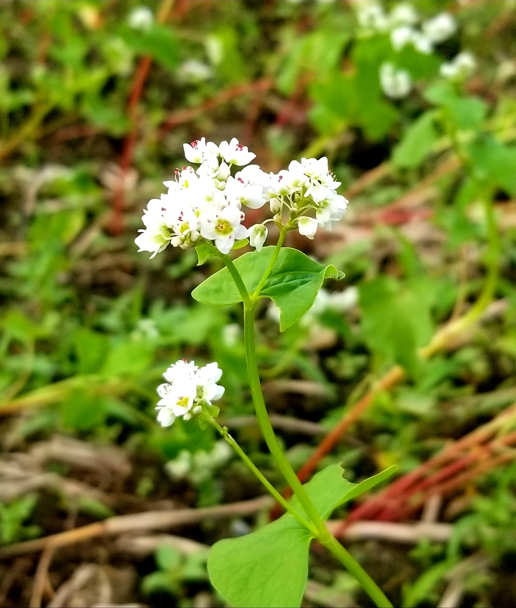 f:id:oniyome-okan:20190924131620j:plain f:id:oniyome-okan:20190924131620j:plain