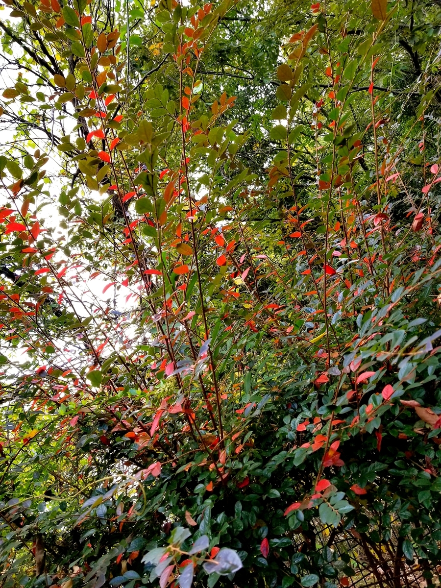 f:id:oniyome-okan:20191115130733j:plain