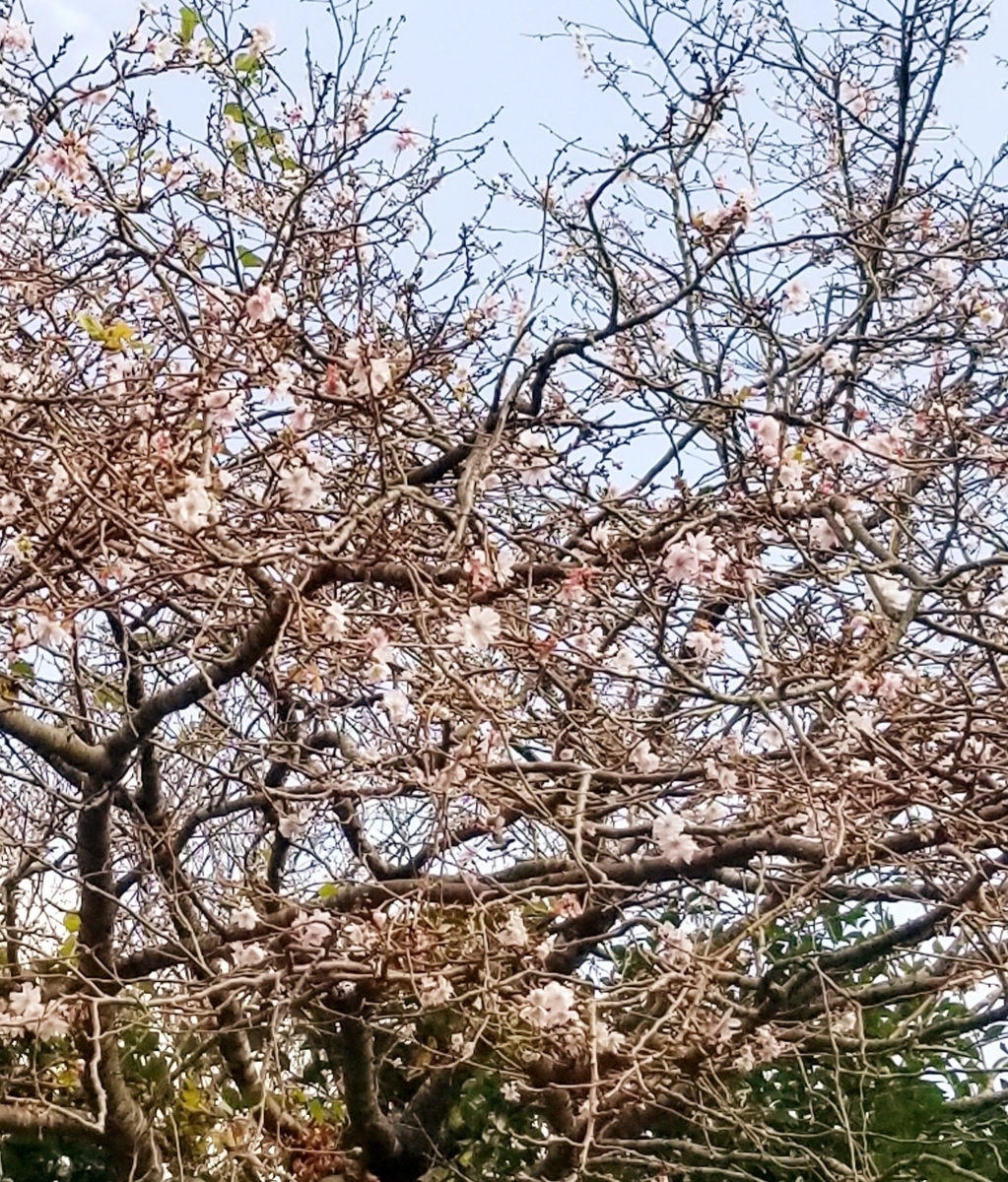 f:id:oniyome-okan:20191118182045j:plain f:id:oniyome-okan:20191118182045j:plain
