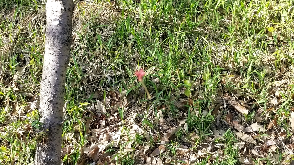 f:id:oniyome-okan:20200425071203j:plain