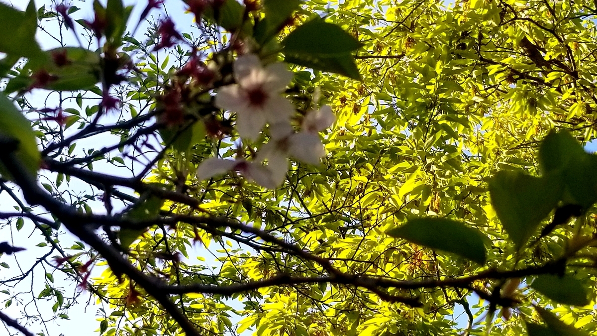 f:id:oniyome-okan:20200425072030j:plain