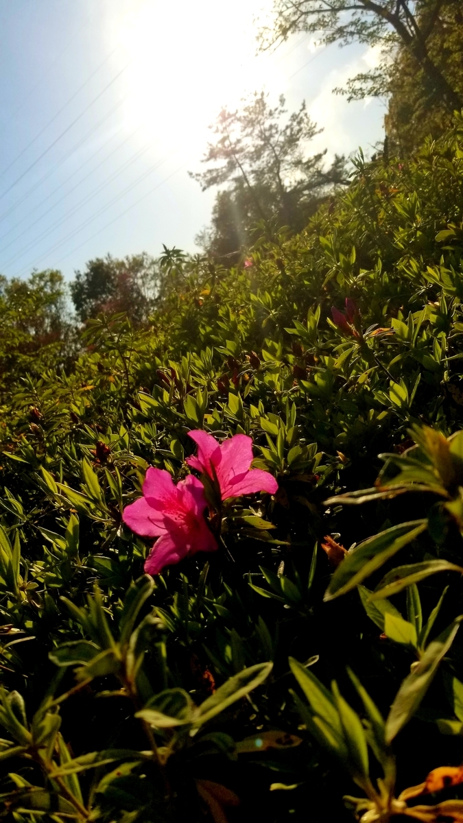 f:id:oniyome-okan:20200425072138j:plain