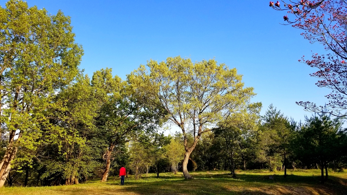 f:id:oniyome-okan:20200425072455j:plain