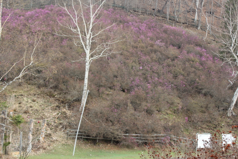 f:id:onneyuhotel:20150428073009j:image:w360