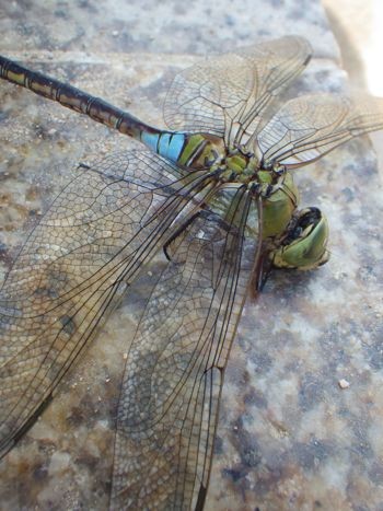 f:id:onoa:20120728125550j:image