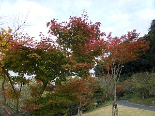 イメージ 6