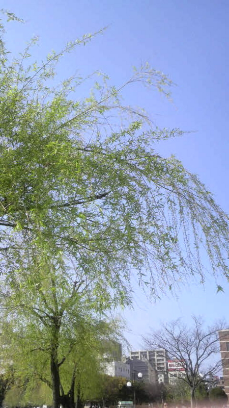 f:id:ononchi:20100405154600j:image