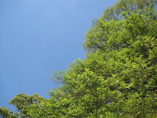 f:id:ononchi:20100425142722j:image