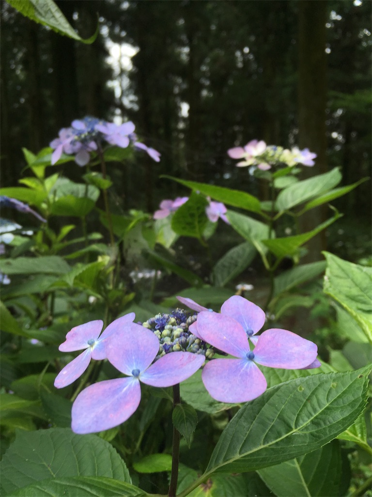 f:id:ononon3:20190706214629j:image f:id:ononon3:20190706214629j:image