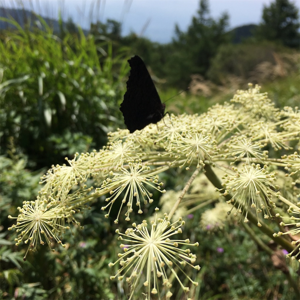f:id:ononon3:20190908050229j:image f:id:ononon3:20190908050229j:image
