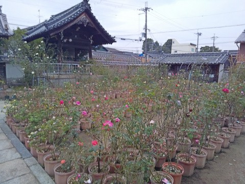 f:id:ononprg:20191103233357j:image