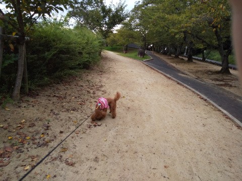 f:id:ononprg:20191119192347j:image