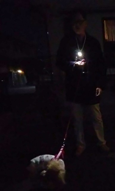 トピックス 犬と一緒の散歩用ハンドフリーライトについて 犬との旅行プランナー トピックス 犬と一緒の散歩用ハンドフリーライトについて 犬との旅行プランナー