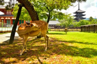ﾄﾋﾟｯｸｽ 奈良公園の鹿と犬旅 犬との旅行プランナー