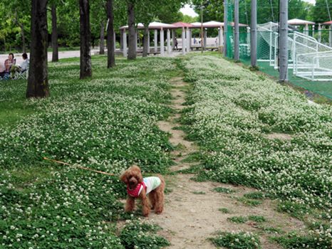 季節の話題 令和3年5月15日愛犬と一緒に行く橿原運動公園シロツメクサロード 仮称 の風景 犬との旅行プランナー