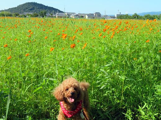 f:id:ononprg:20210731203655j:plain