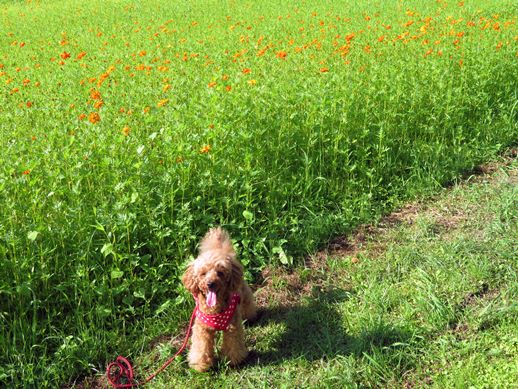 f:id:ononprg:20210731213633j:plain